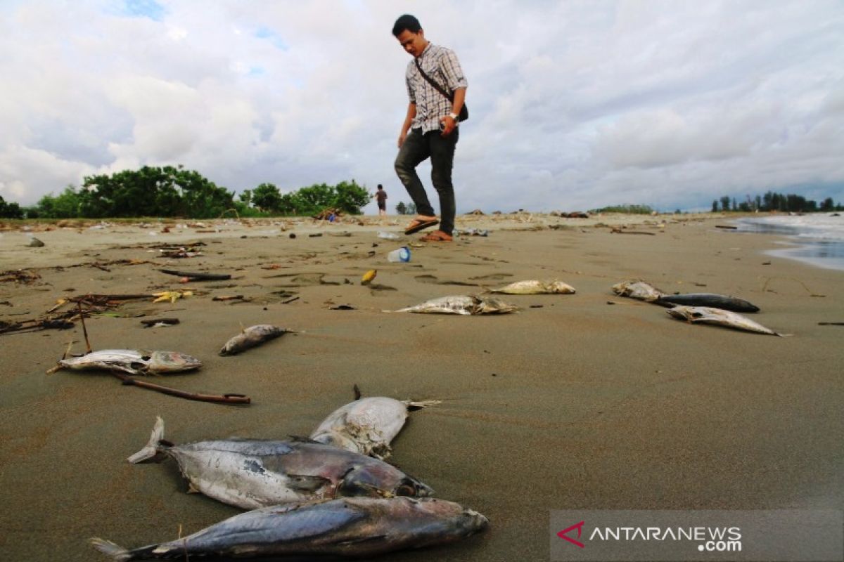 Ratusan bangkai Ikan tongkol berceceran, cemari pantai di Meulaboh Aceh Barat