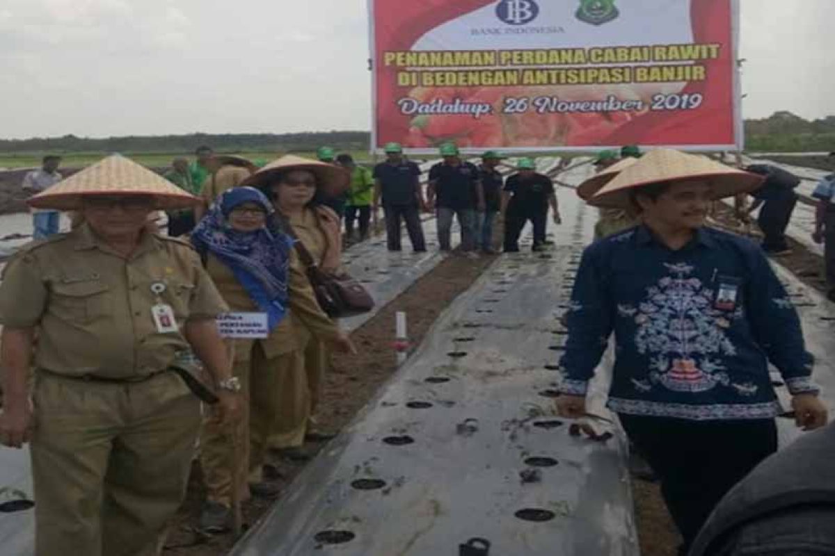 Pemkab Kapuas harapkan dukungan BI kembangkan tanaman bawang merah