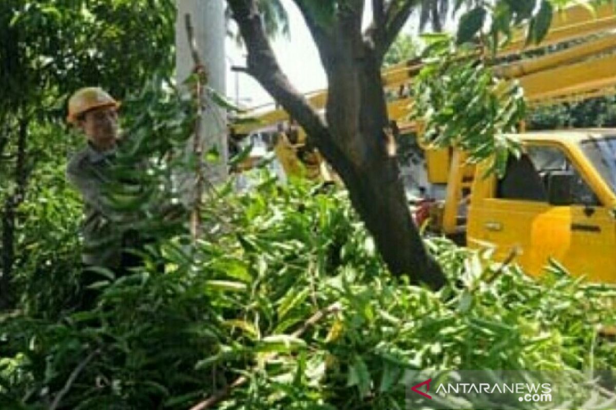 DLH Gowa lakukan pemangkasan antisipasi pohon tumbang di musim hujan