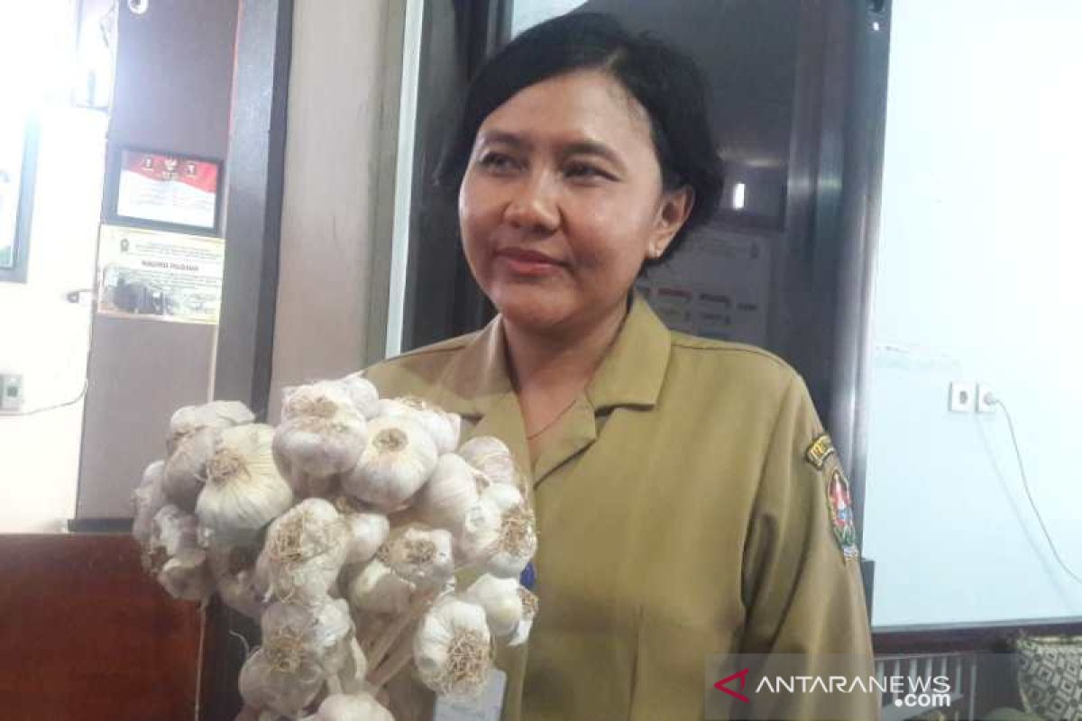 Jadi sentra penangkar benih bawang putih, Temanggung pasok sejumlah daerah