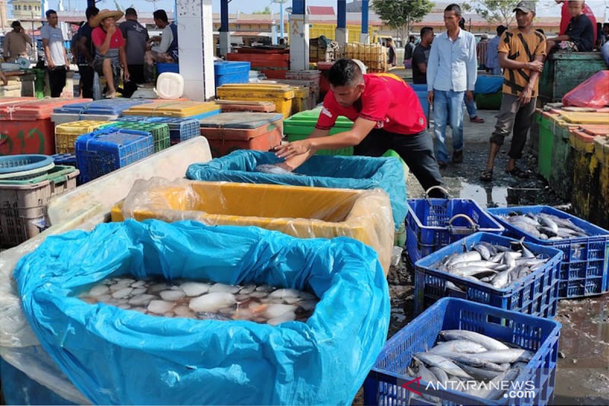 Terkait penemuan bangkai babi, ikan hasil tangkapan di Aceh Timur tetap aman dikonsumsi