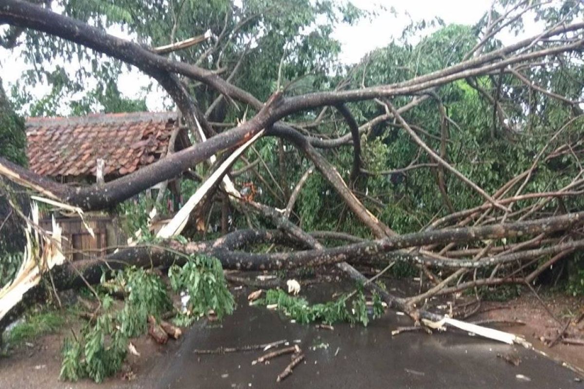 Pohon tumbang di Rangkasbitung diterjang hujan lebat disertai angin kencang