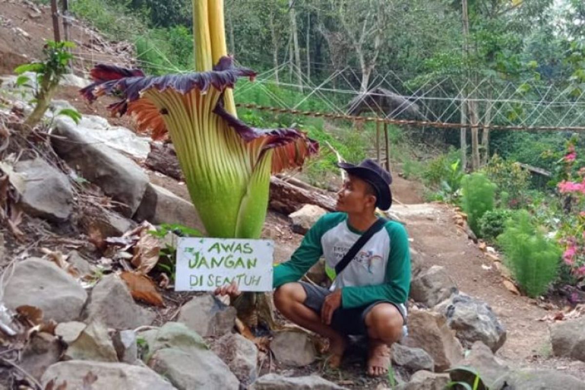 Bunga bangkai raksasa langka telah mekar di Air Terjun Tirai Lampung