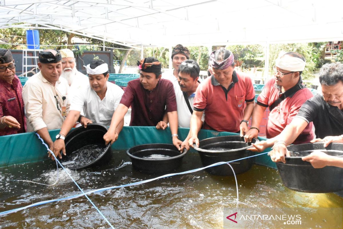 Kementerian Kelautan budidayakan ikan lele sistem bioflok di Denpasar