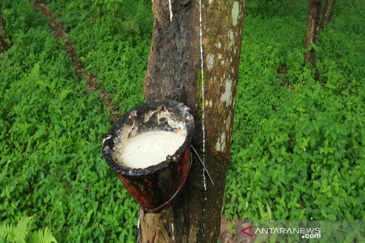 Penjualan karet Sumut di pasar lokal menguat