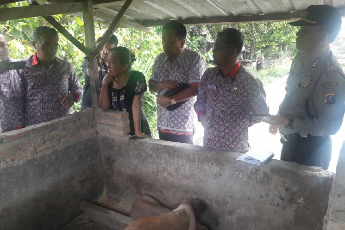 Satu babi diduga Hog Cholera mati di Simalungun, lima tertular