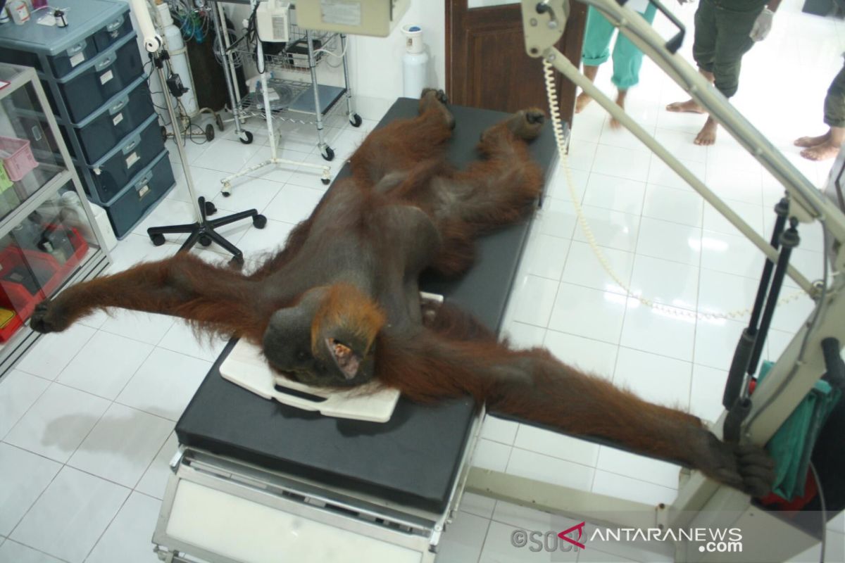 Orangutan dengan 24 peluru di tubuh jalani perawatan intensif