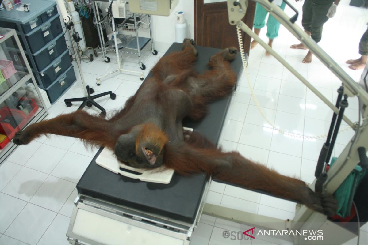 Orangutan Sumatera ditembak liar, 24 peluru bersarang di tubuh