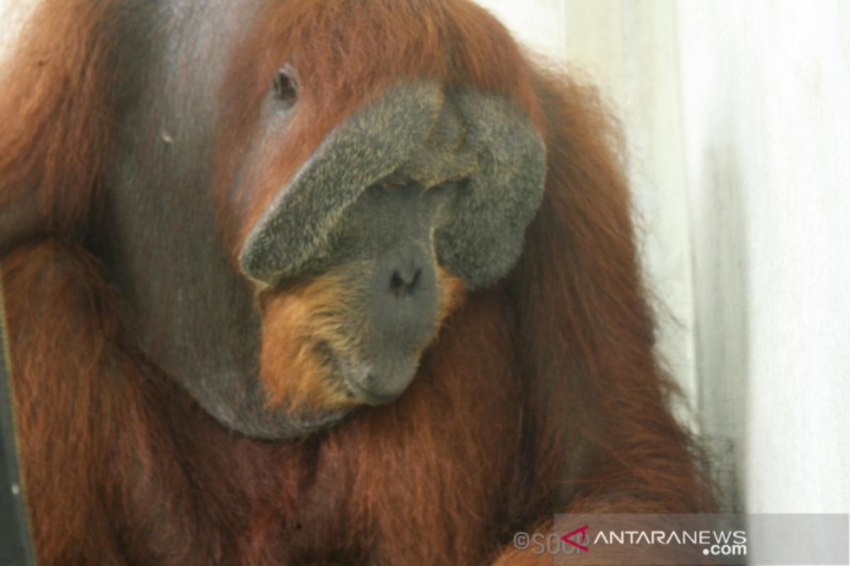 Diberondong 24 peluru, orangutan Sumatera jadi buta