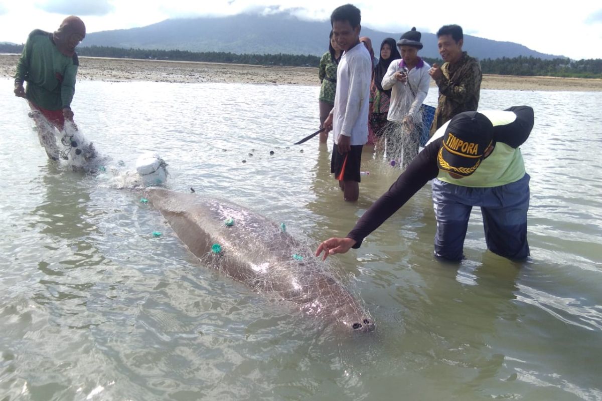 Warga Natuna selamatkan ikan duyung