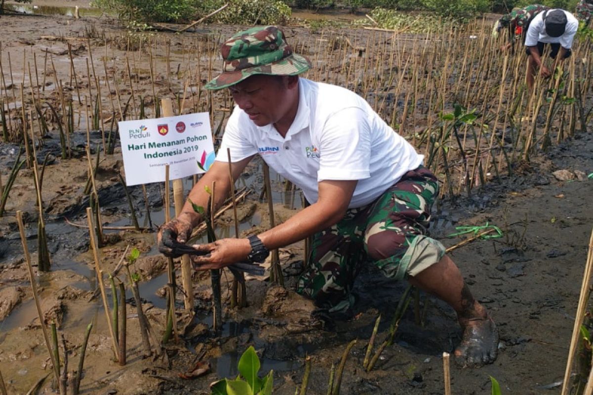 PLN tanam 10.000 mangrove di Pantai Mangunharjo