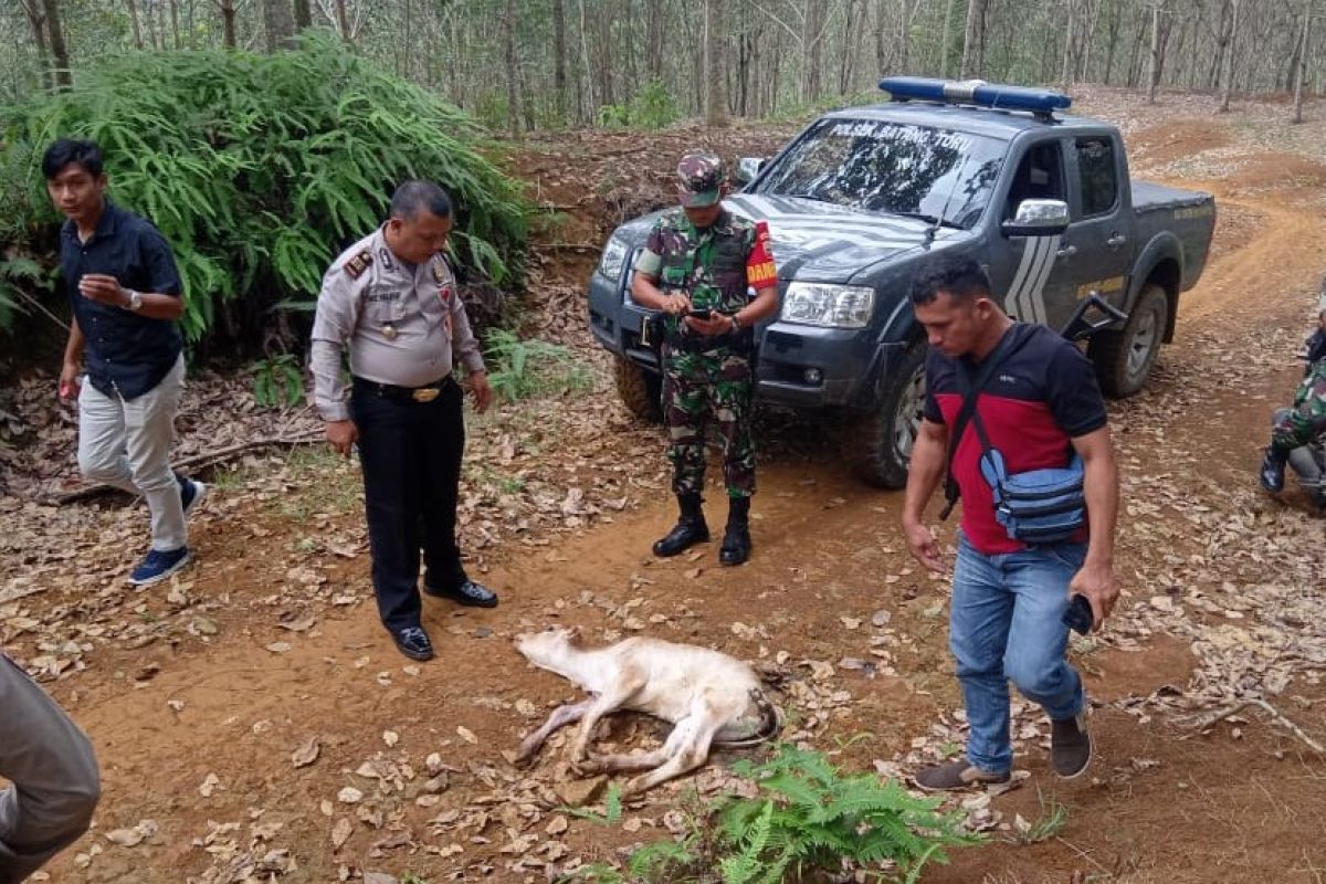 Harimau mengamuk di Tapanuli Selatan, lima sapi diduga jadi korban