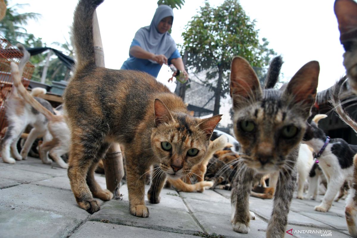 Penyebab kucing tidak mau makan