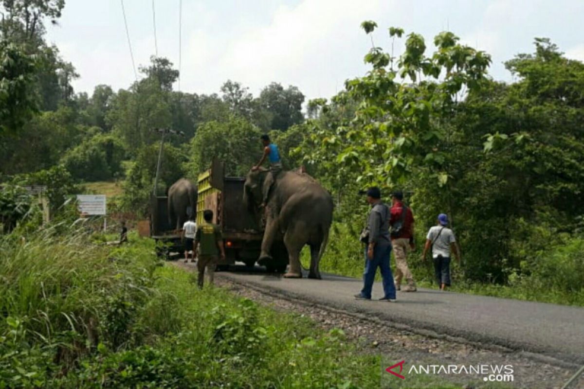 Delapan gajah dikembalikan ke bawah Bukit Serelo Lahat