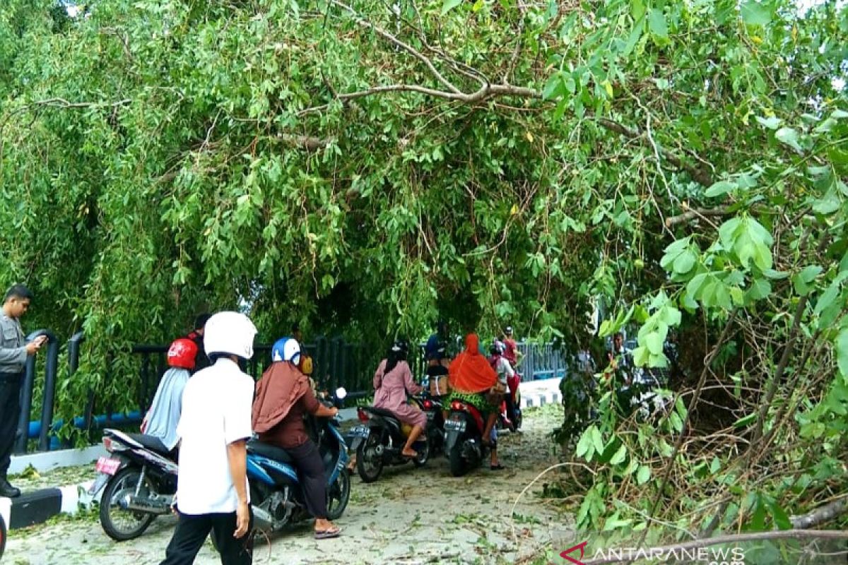 Kejadian pohon menimpa warga jangan terulang, kata Ketua DPRD Seruyan