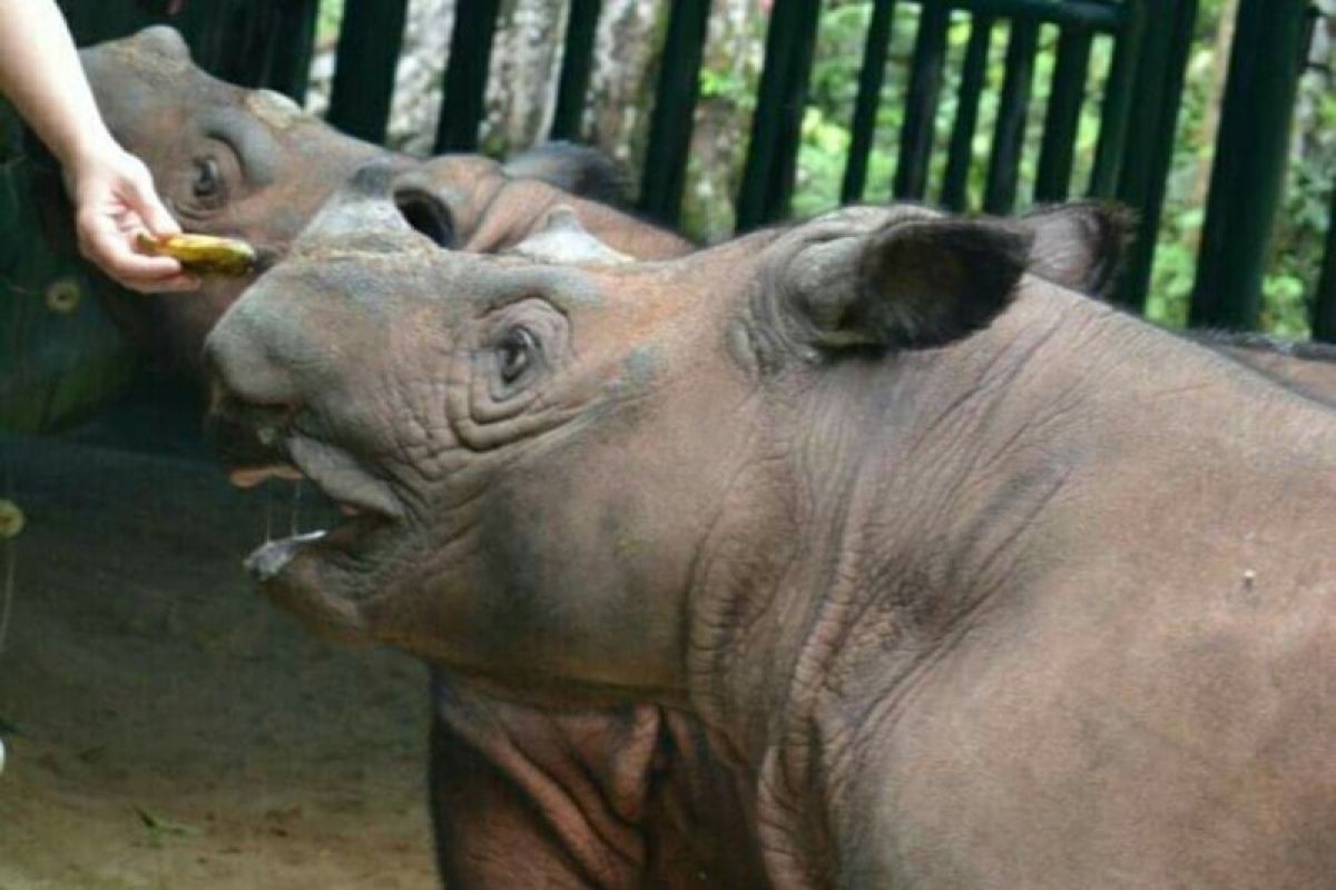 40 Sumatran rhinos in Way Kambas National Park