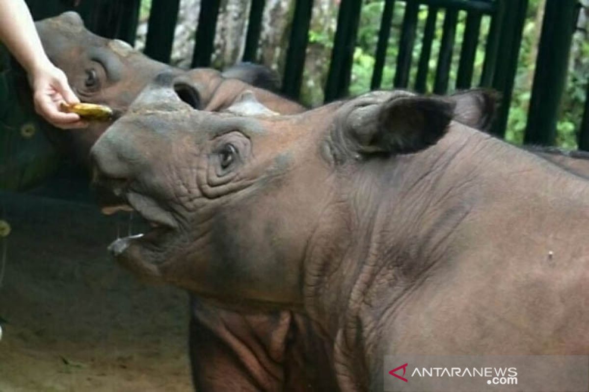 Populasi badak sumatera terbanyak ada di TN Way Kambas