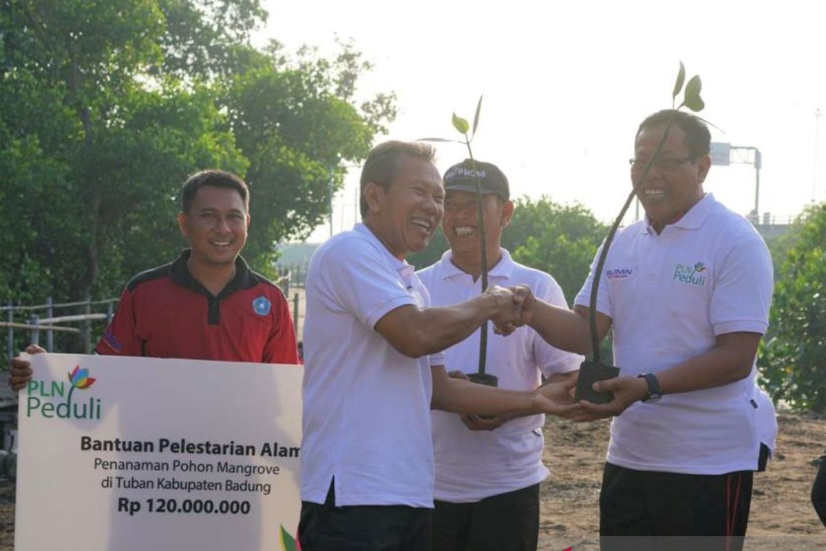 PLN Bali tanam ribuan pohon mangrove di Kampung Kepiting