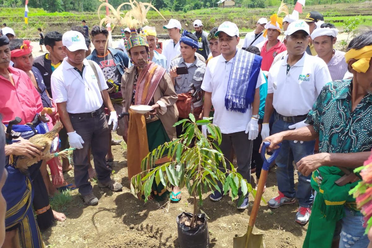 PLN NTT tanam 6.000 bibit pohon di Pulau Sumba