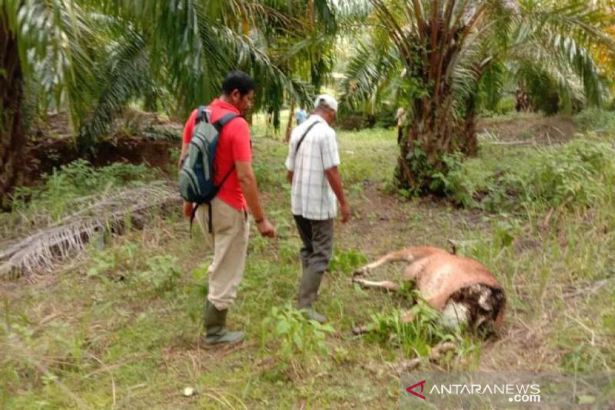 80 sapi mati mengenaskan akibat kekeringan di NTT