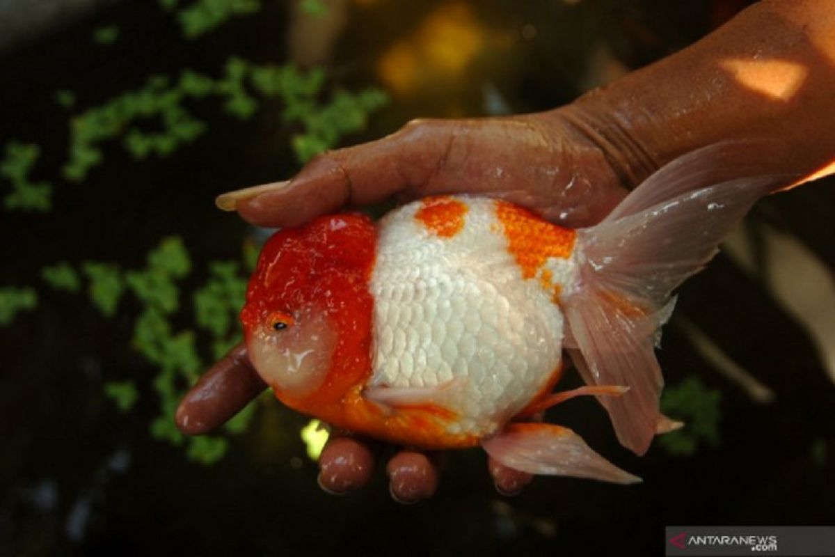 KKP optimalkan peran pusat pengembangan ikan hias Cibinong