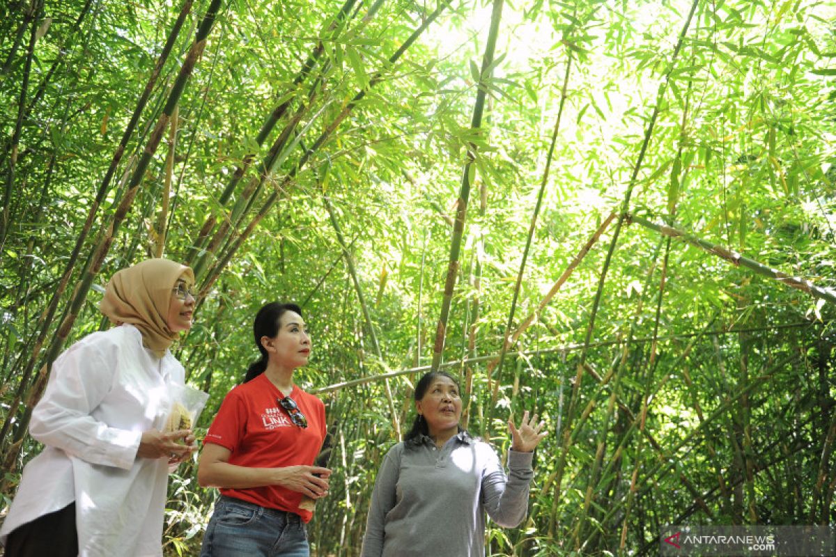 CIMB Niaga dan Yayasan KEHATI ajak masyarakat lestarikan bambu