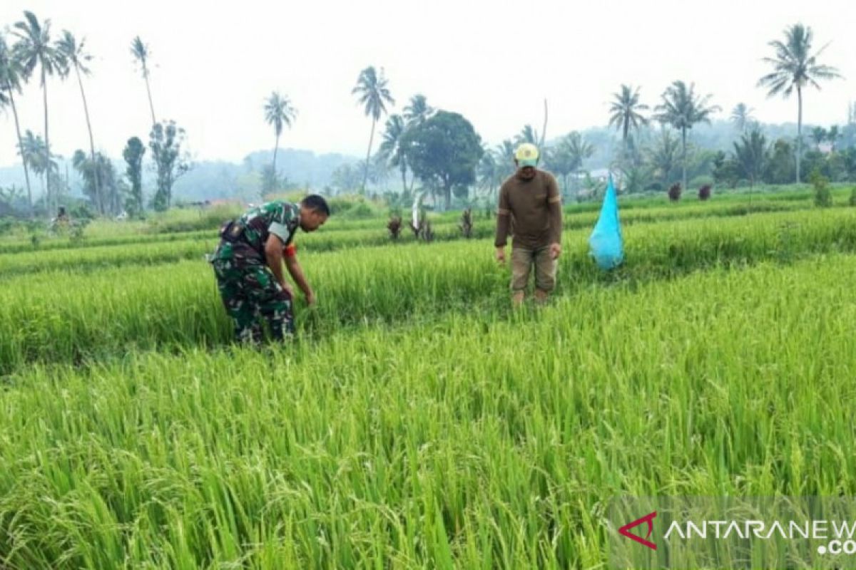 Babinsa Koramil 18/Pargarutan bantu petani nyiangi padi
