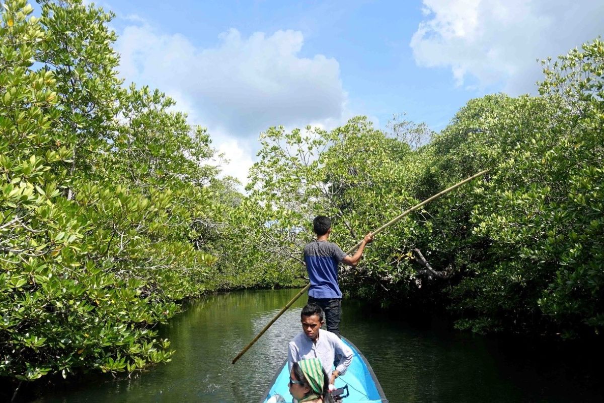 Kawasan ekowisata bakau di Kabupaten Wakatobi, sarana rekreasi dan edukasi