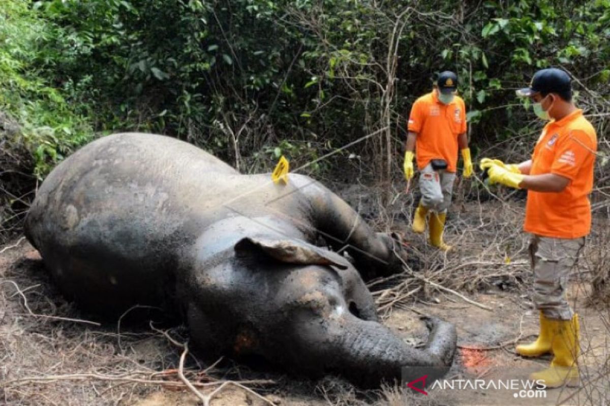 Seekor gajah di Kebun Binatang Medan mati