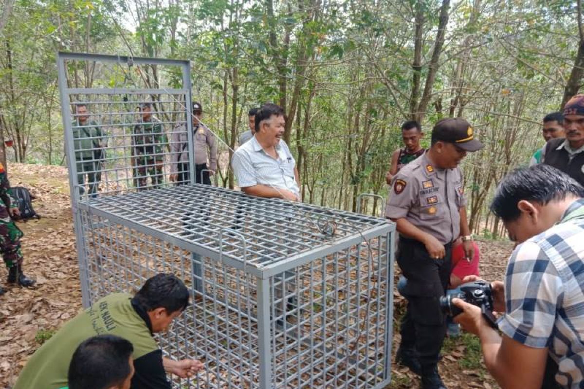 Meski sudah tertangkap kamera, perangkap harimau pemangsa sapi di Tapsel batal dipasang