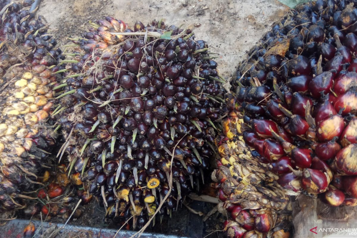 Harga kelapa sawit di Mesuji Lampung turun, petani mengeluh