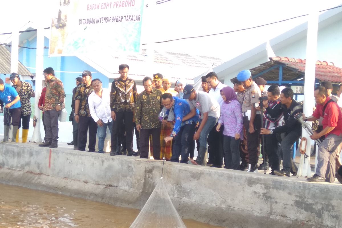 Menteri Kelautan dan Perikanan targetkan produksi udang 5 ton perhektare