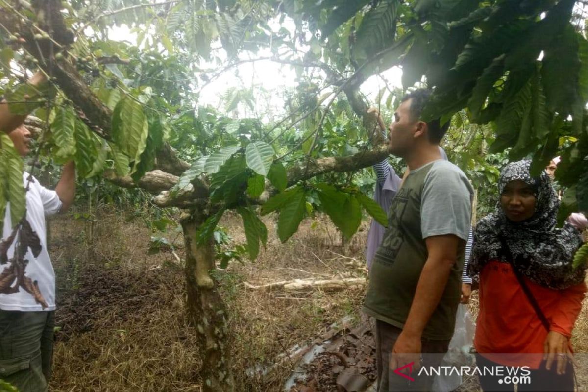 Pakar: Potensi kopi Rejang Lebong luar biasa