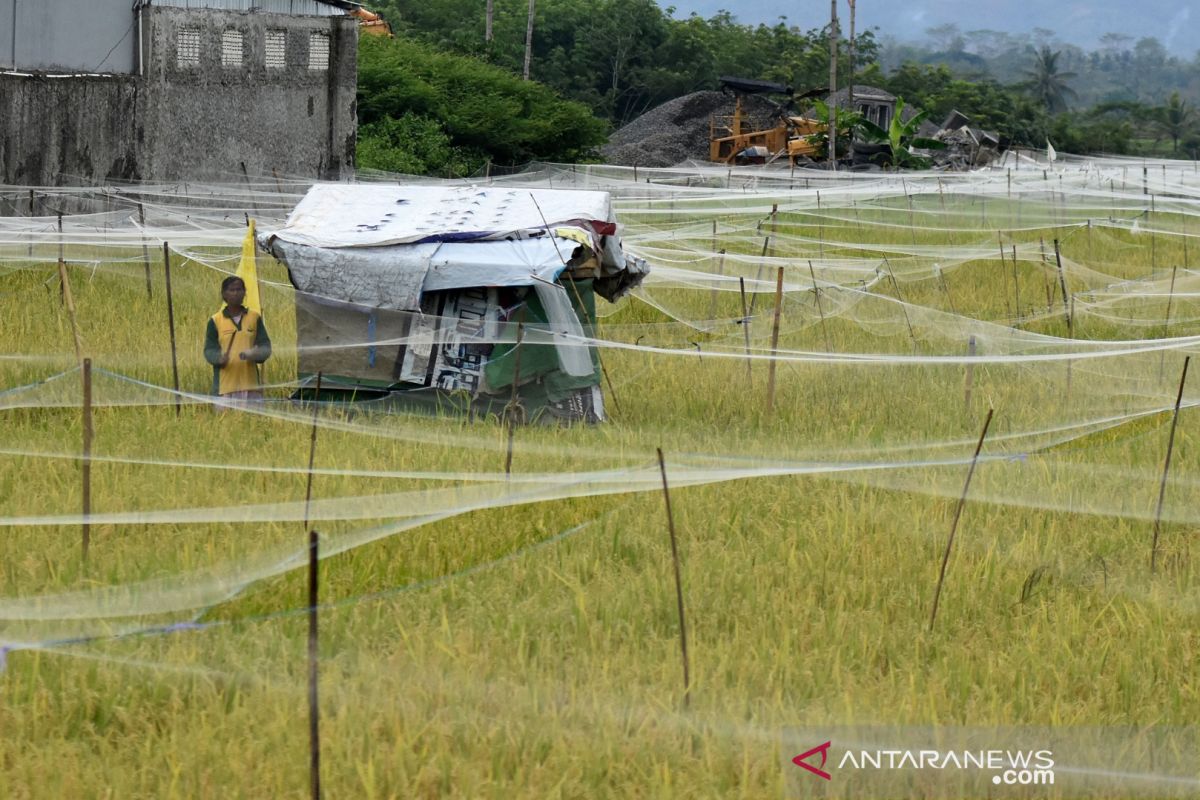 Pakar sebut pertanian sektor paling menjanjikan pasca-COVID-19