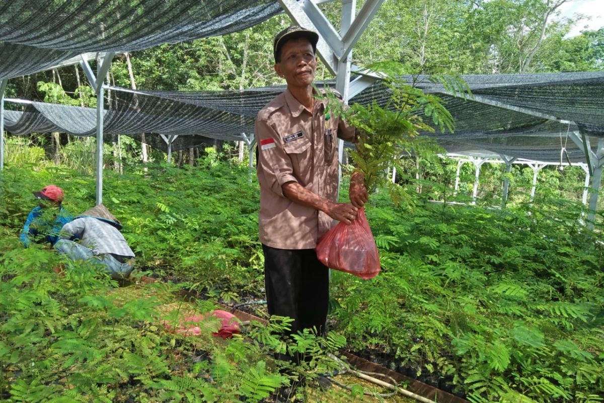 KPH Tabalong prepares free seedlings to support Green Revolution