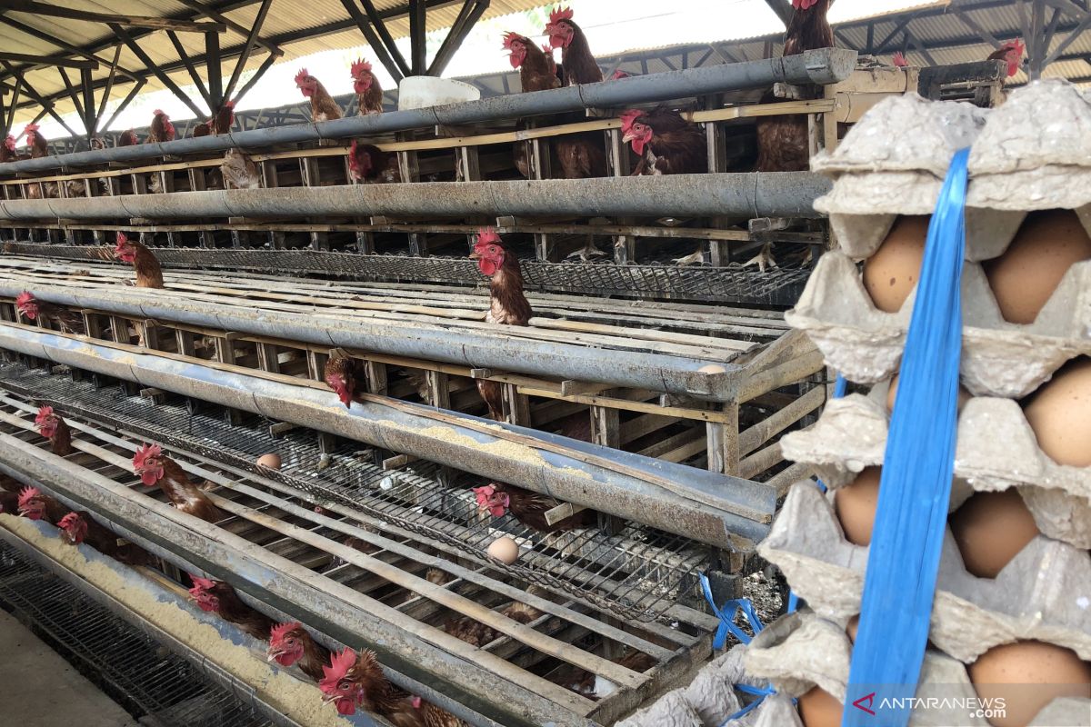 Isu dioksin tidak pengaruhi konsumsi telur di Kota Malang