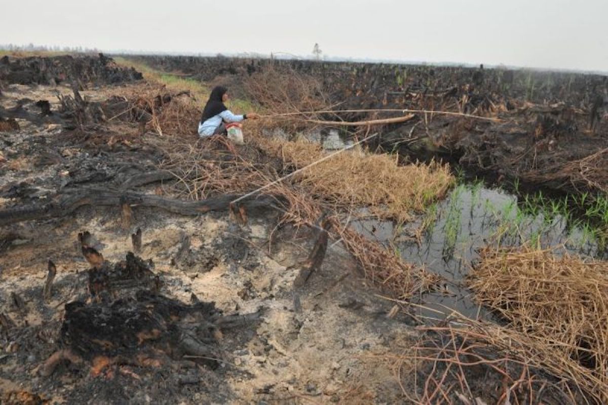 Antisipasi karhutla, audit kepatuhan perusahaan di lahan gambut