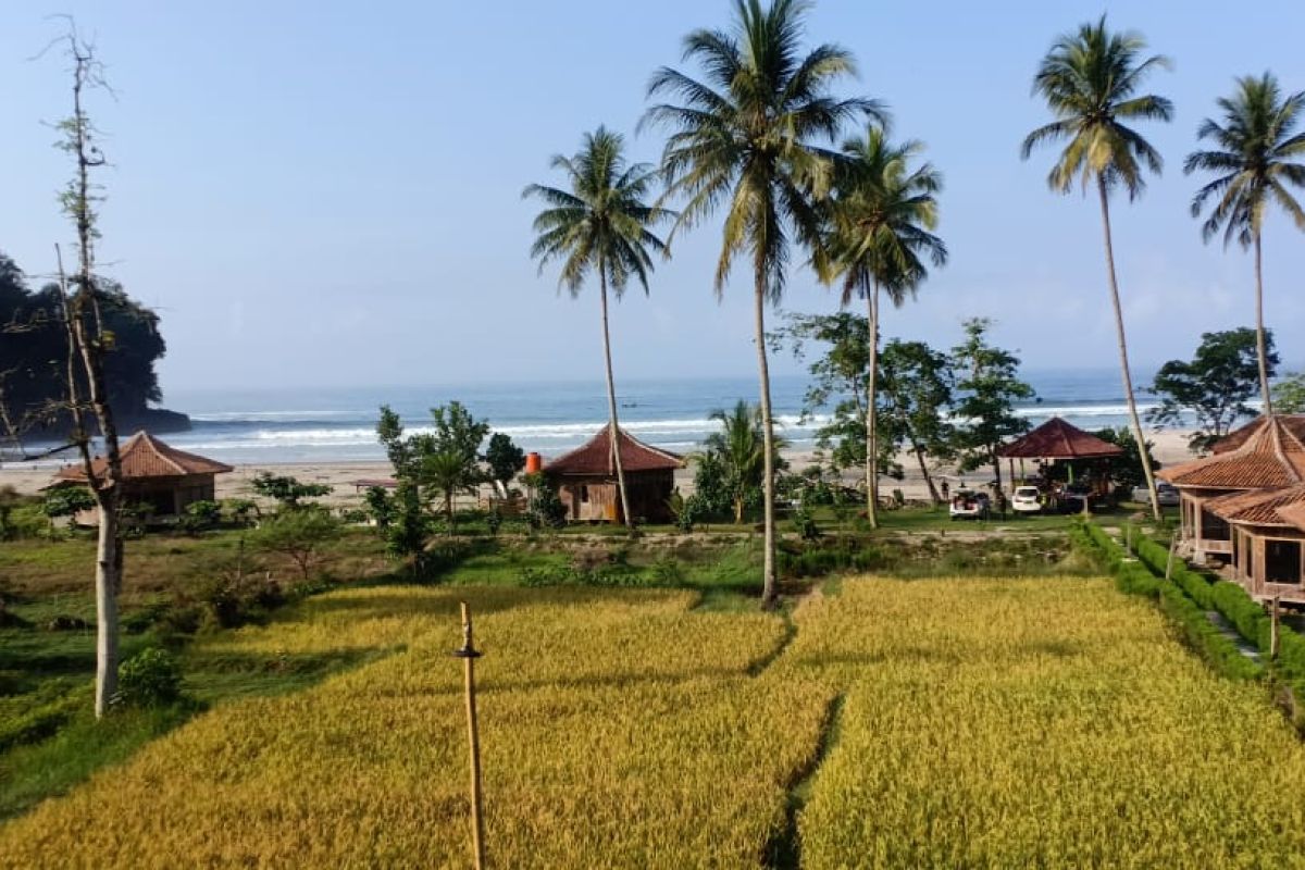 Harga gabah di Lampung naik