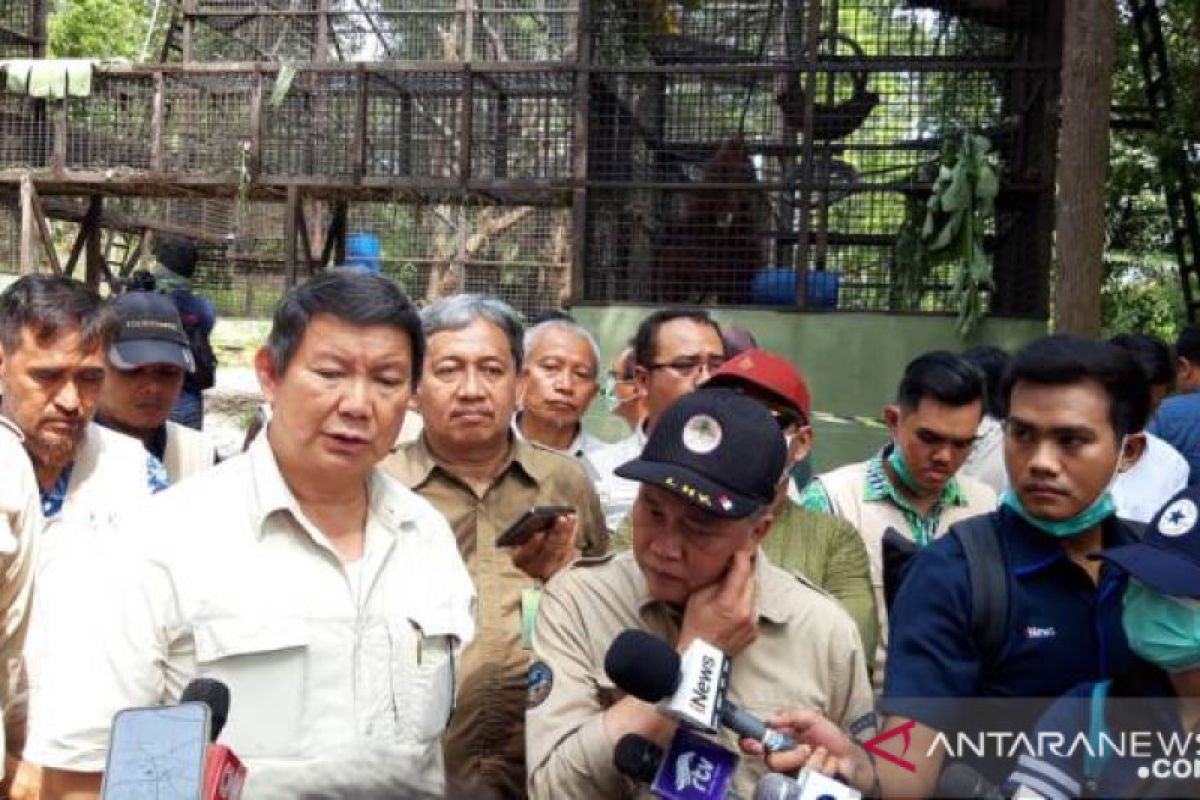 Pusat Suaka Orangutan Arsari didirikan di daerah calon Ibu Kota