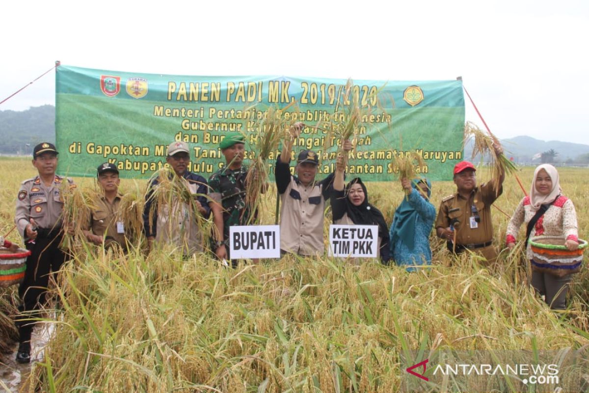 Bupati HST panen padi Gogo