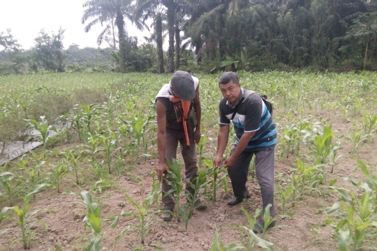 Distan Mukomuko bantu petani berantas hama ulat