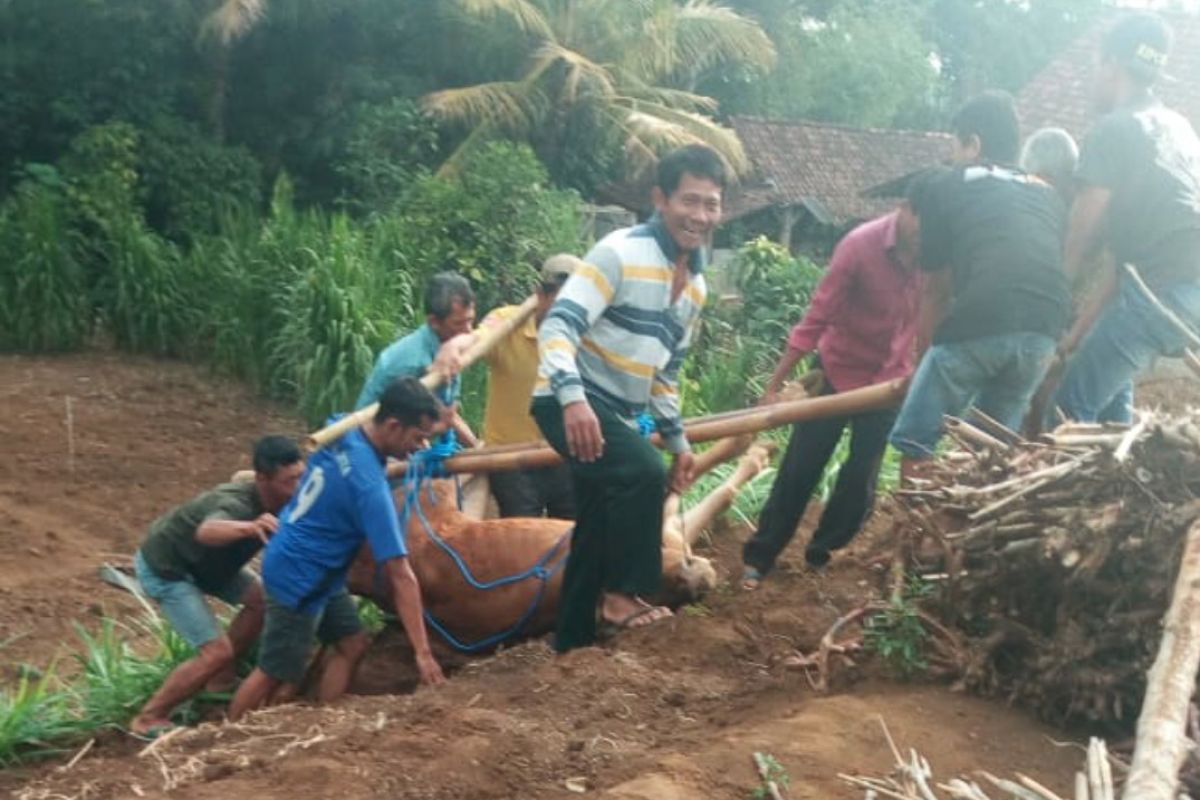 Sapi yang mati misterius, petugas di Tulungagung kesulitan identifikasi