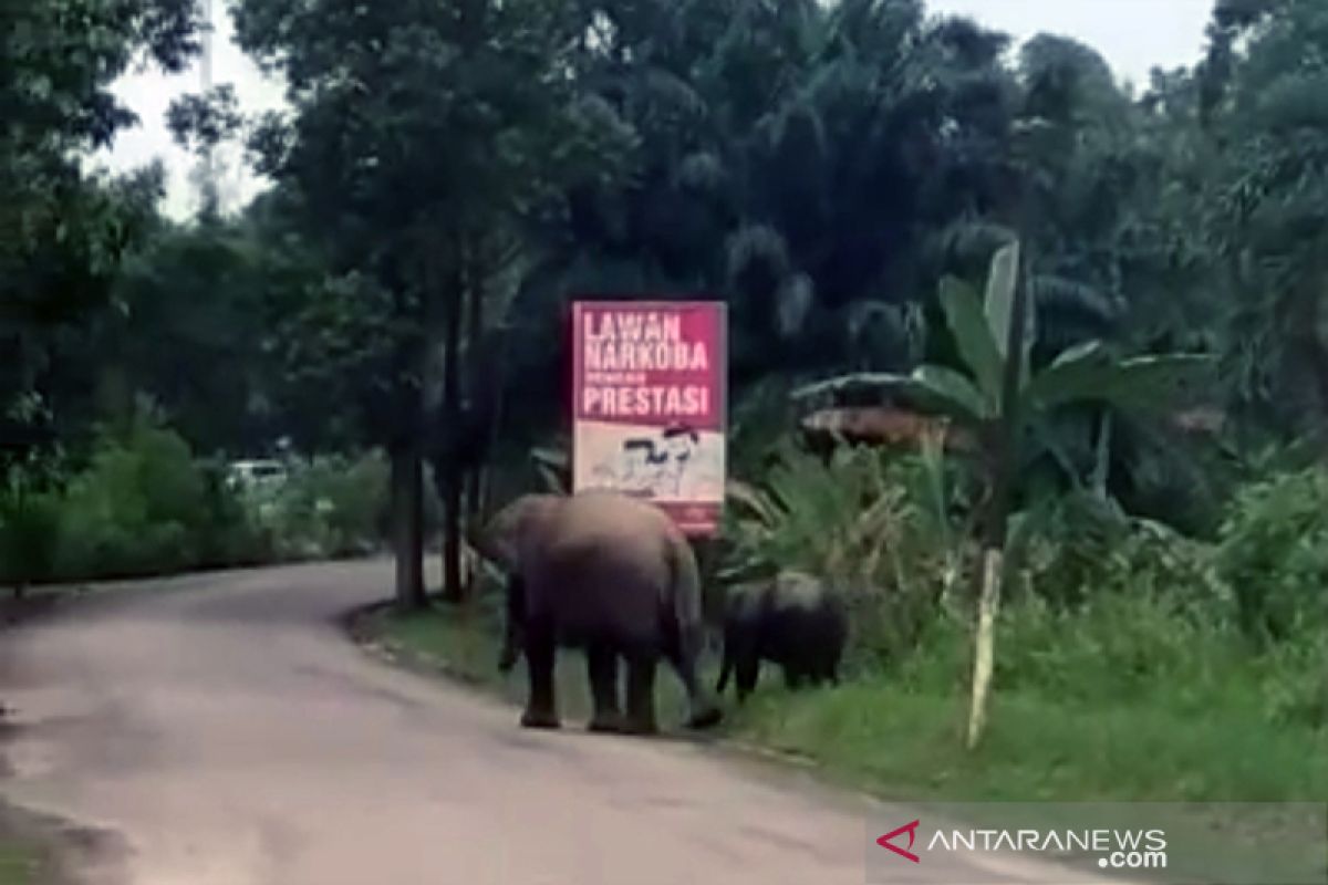 Dua gajah sumatera di Riau berkeliaran