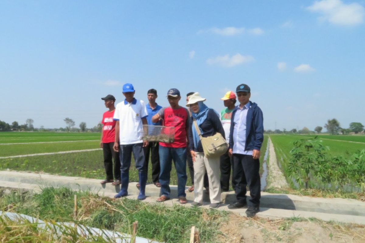 UNS kenalkan TBS kepada petani Klaten