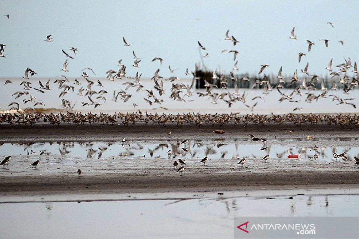 BKSDA DIY larang perburuan burung migrasi di muara Sungai Progo