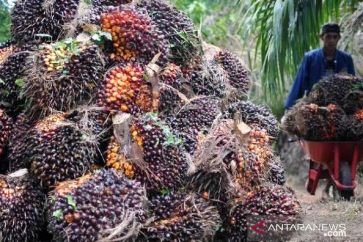 Harga CPO turun Rp156 per kilogram