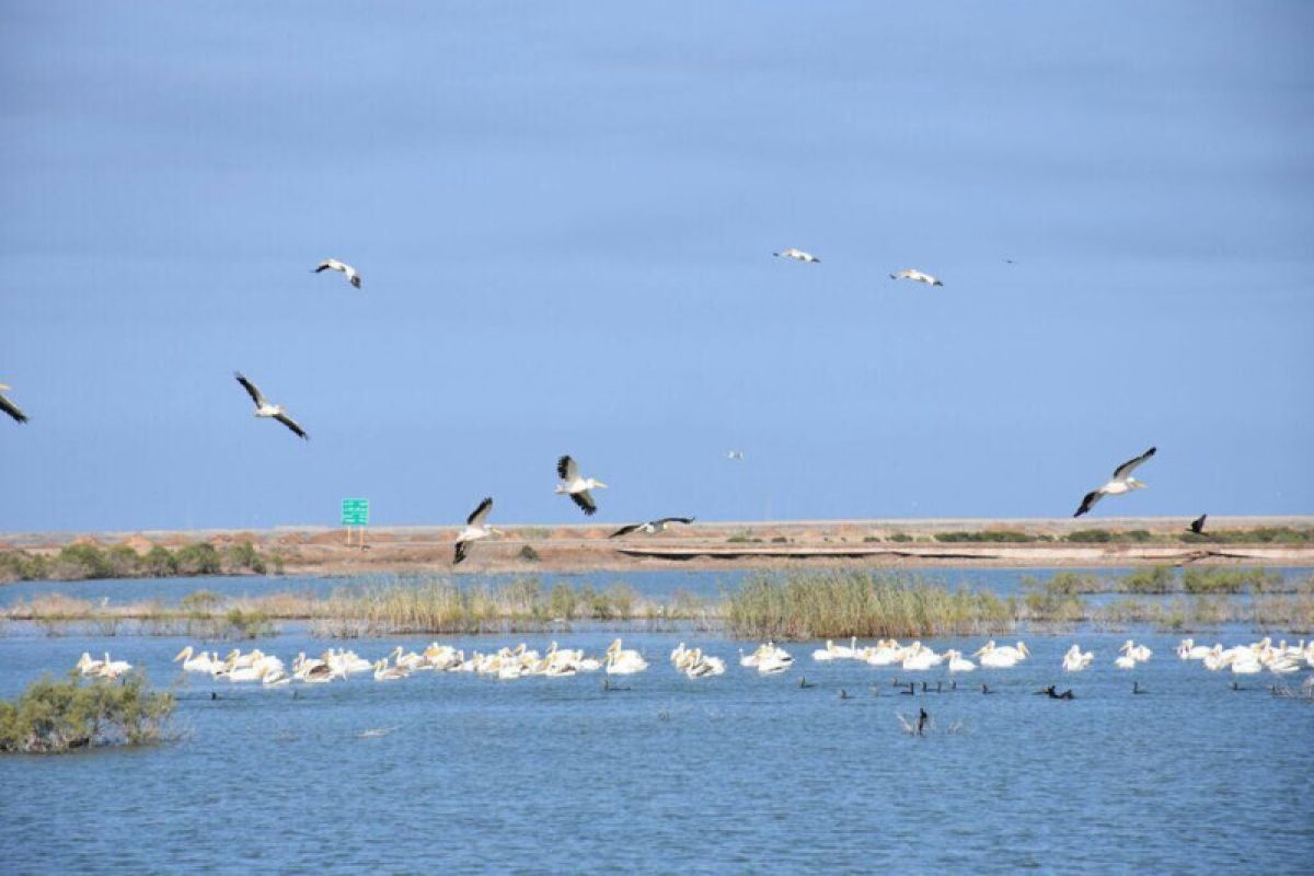 Burung migrasi datang ke Laguna Hoor Al-Azim, Iran