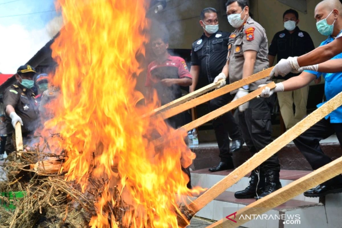 Polres Padangsidimpuan musnahkan 20 kilogram ganja