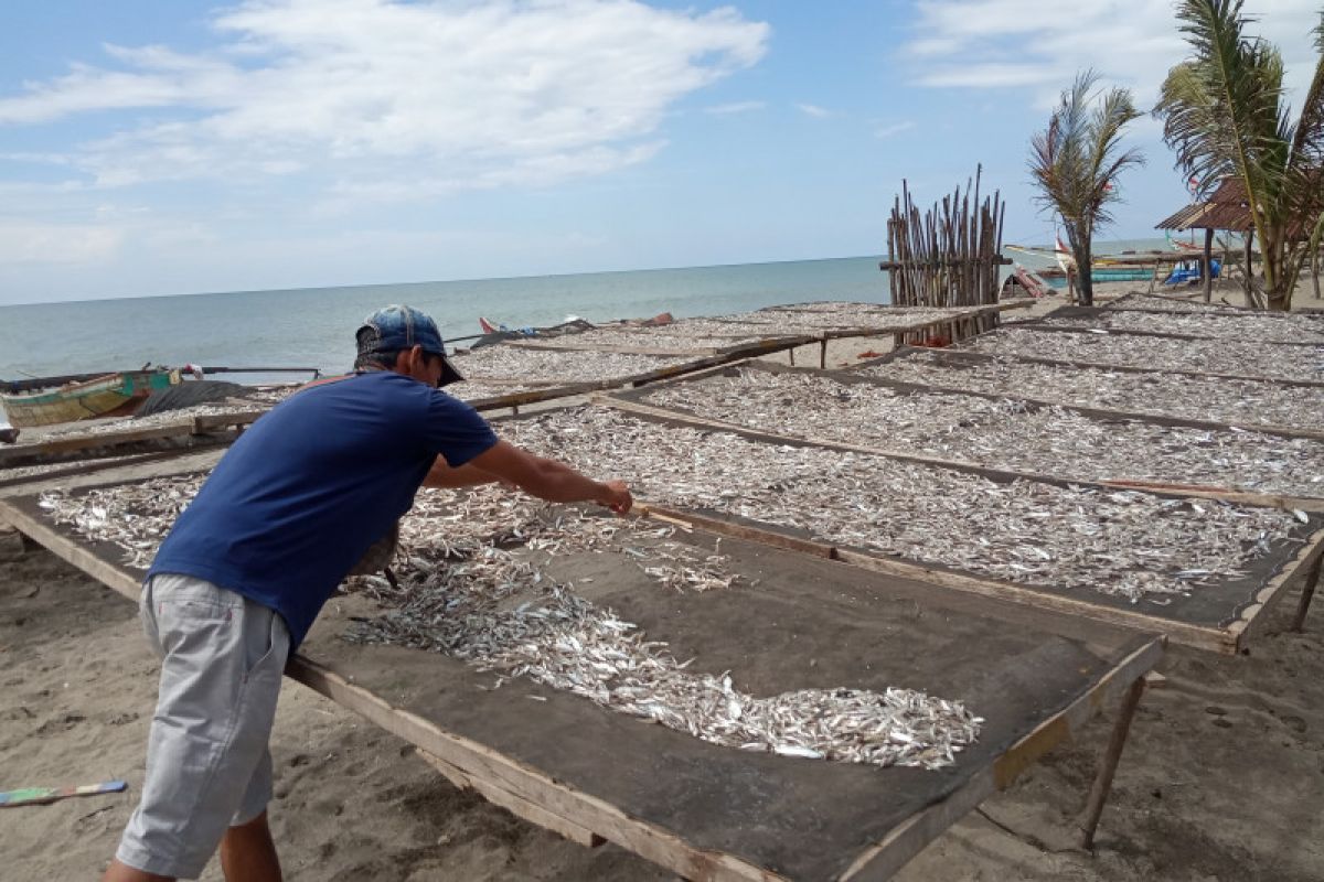 Usaha pengolahan ikan asin di Agam alami kerugian akibat musim penghujan