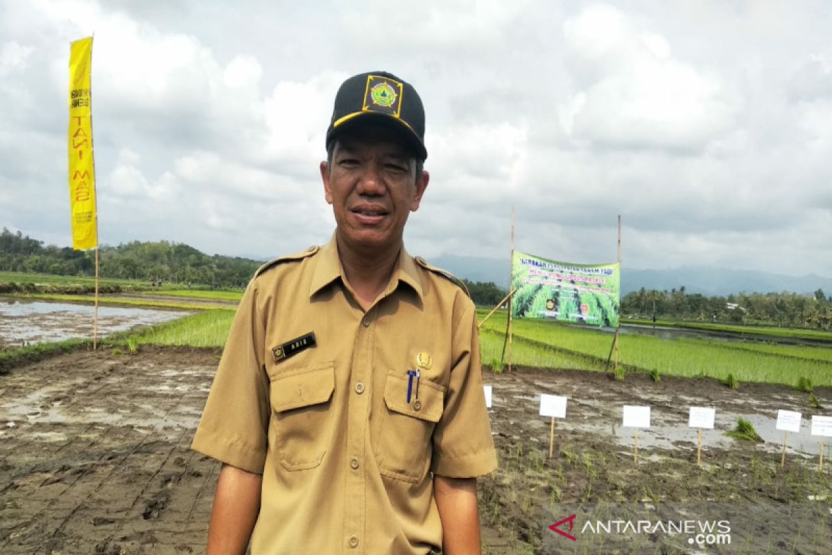 Padi seluas 2.987 hektare di Kulon Progo panen